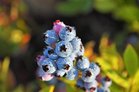 blueberry eleven photos|648,000+ Blueberry Pictures .